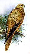 Lapinis sakalas (Falco alopex)