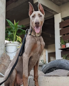 Pincer Dobermann perang kekuning-kuningan dengan telinga terpotong