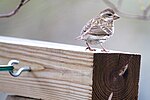 Thumbnail for File:Female Purple Finch.jpg