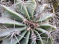 Ferocactus echidne (5753517533).jpg