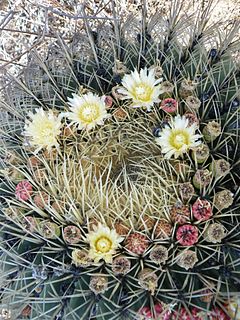 <i>Ferocactus histrix</i> Species of cactus