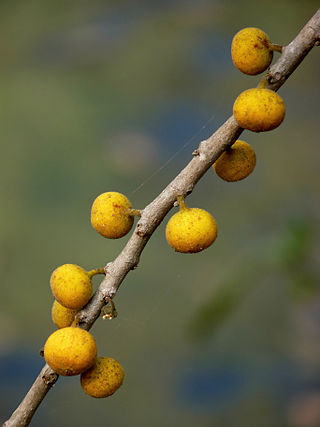 <i>Ficus exasperata</i> Species of flowering plant in the mulberry family Moraceae