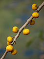 Frukt hos Ficus exasperata