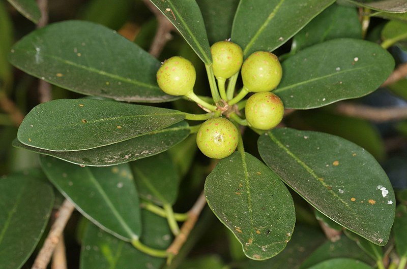 File:Ficus natalensis 110676084.jpg