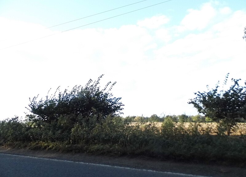 File:Field by Baldock Road, Buntingford - geograph.org.uk - 5580809.jpg