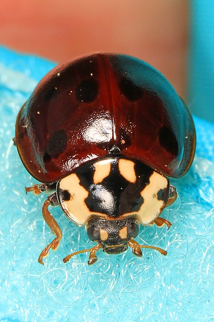 Fifteen-spotted lady beetle, Anatis labiculata Fifteen-spotted Lady Beetle - Anatis labiculata, Green Ridge State Forest, Flintstone, Maryland.jpg