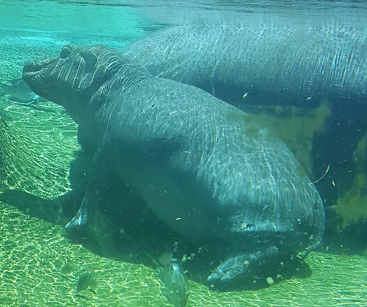 File:Fiona the Hippopotamus (detail).jpg