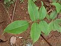 Flacourtia indica- 1. jpg