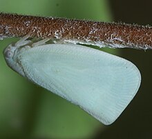 Flatormenis proksima P1010877a.jpg