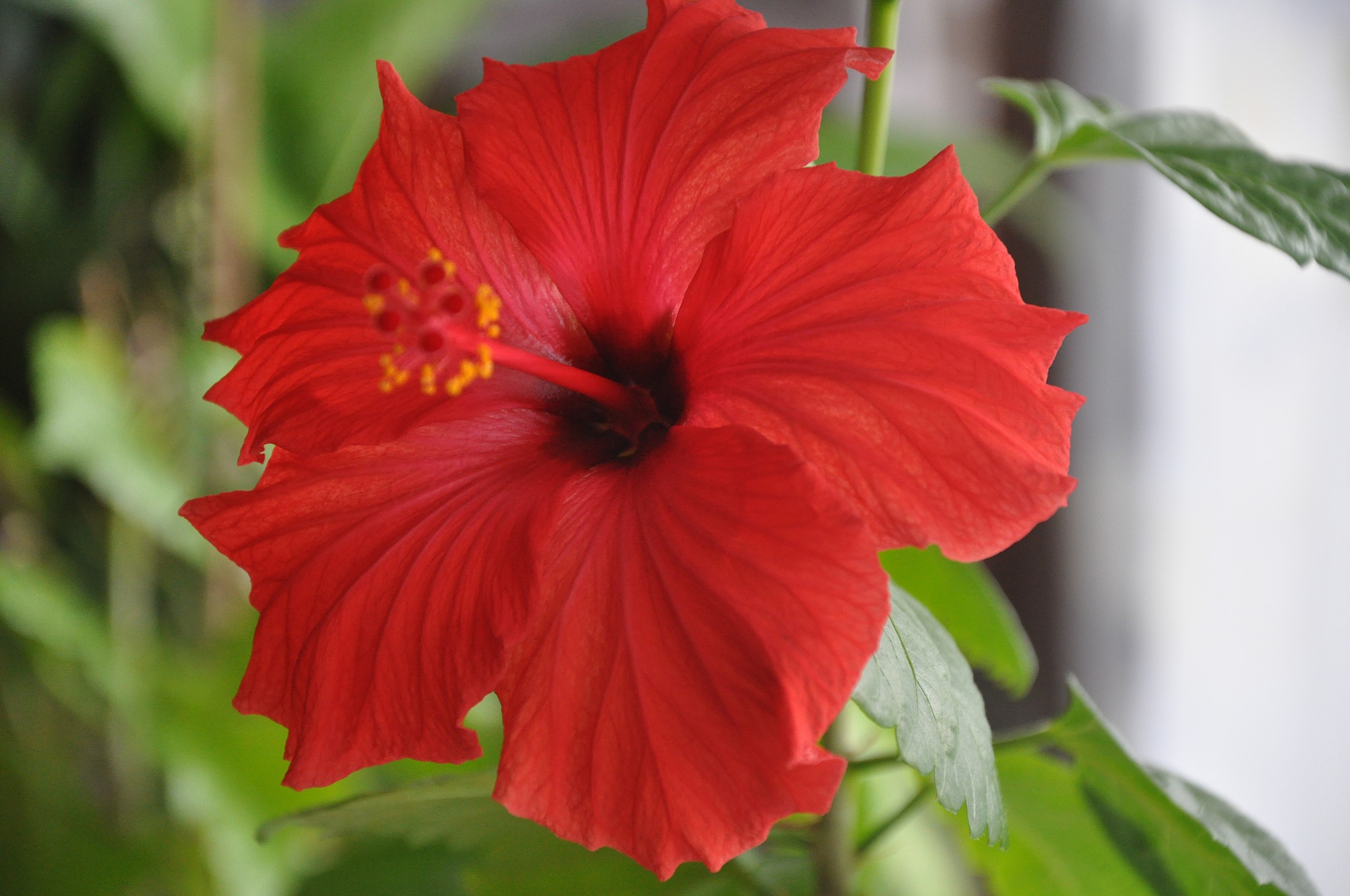 Fleurs D'hibiscus Séchées, Abstrait Banque D'Images et Photos Libres De  Droits. Image 17920331