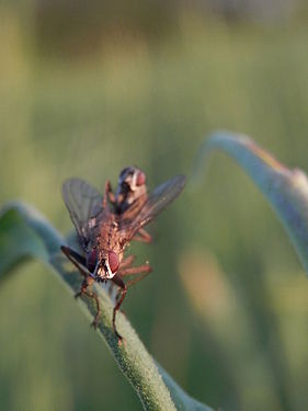 Flies (Diptera) Mating