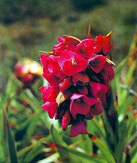 <i>Connellia</i> Genus of flowering plants