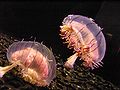 Flower Hat Jellyfish (Olindias formosa)
