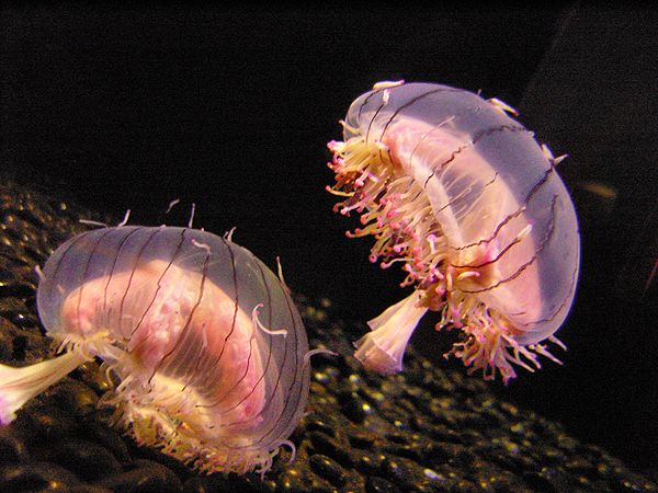 Limnomedusae like the flower hat jelly (Olindias formosa) were long allied with Anthomedusae and Leptomedusae in the "Hydroida".