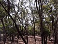 Forêt de kakimbo.