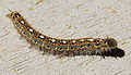Forest tent caterpillar (Malacosoma disstria)