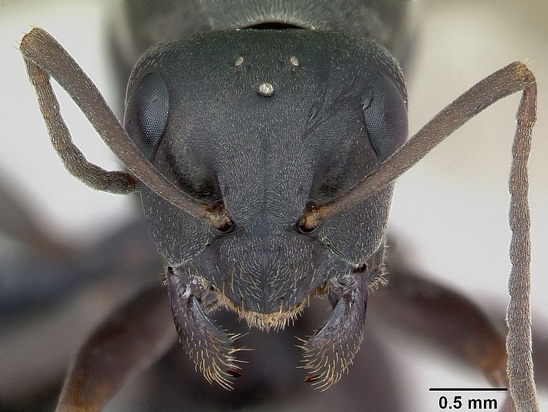 File:Formica fusca casent0173171 head 1.jpg