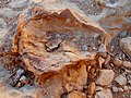 Fossil, Hatira Gulch, Negev, Israel מאובן, נחל חתירה, הנגב - panoramio (1).jpg