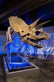 Fossil Triceratops horridus, Museum of Science, Boston, Massachusetts, US