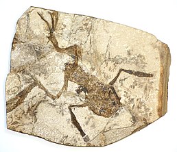 Palaeobatrachus gigas з Чехії