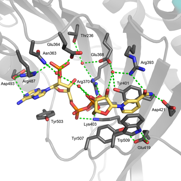 File:G6PD structural site hydrogen.png