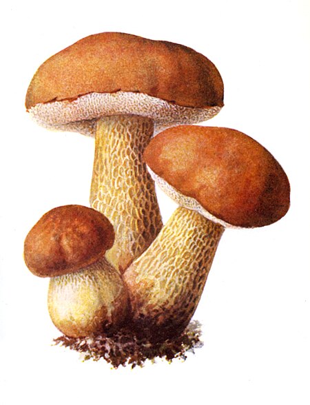 Tylopilus