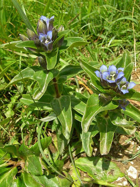 File:Gentiana cruciata 05.JPG