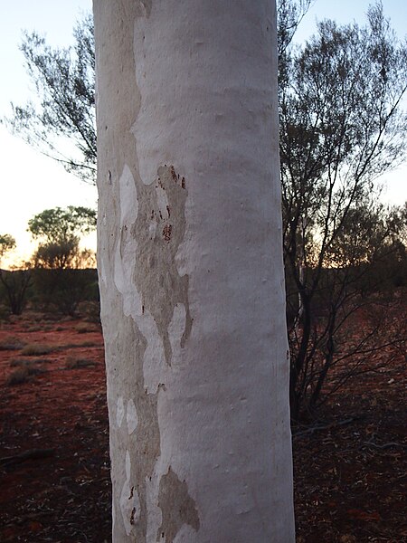 File:Ghost gum bark.jpg