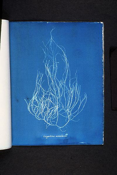 File:Gigartina acicularis (NYPL b11861683-419652).jpg