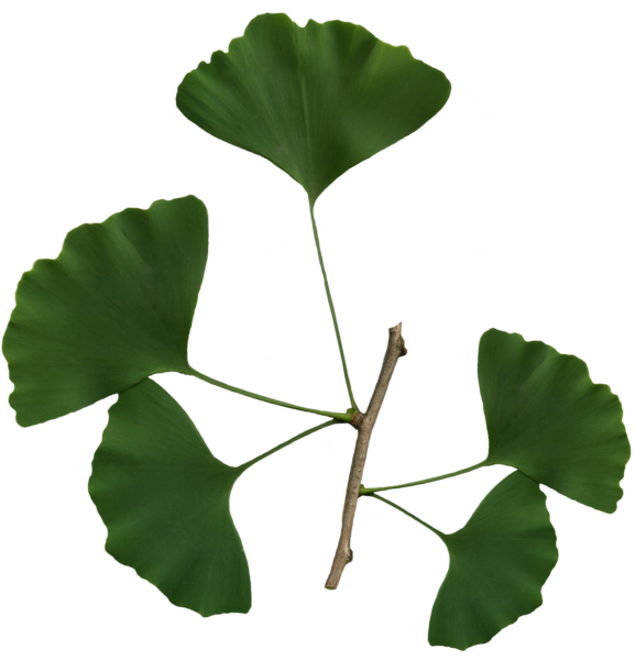 File Ginkgo Biloba Scanned Leaves Png Wikimedia Commons