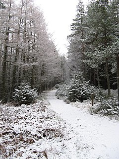 Glenmore Forest Park park in Highland, Scotland, UK