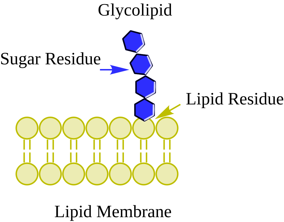 Glykolipidy