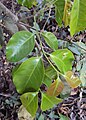 ヒロハグネモンG. latifoliumの葉