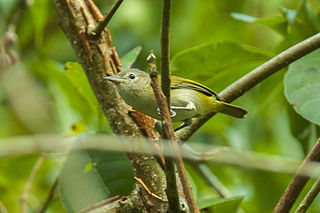 Golden-fronted greenlet Species of bird