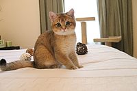 Four-month-old golden shaded male kitten