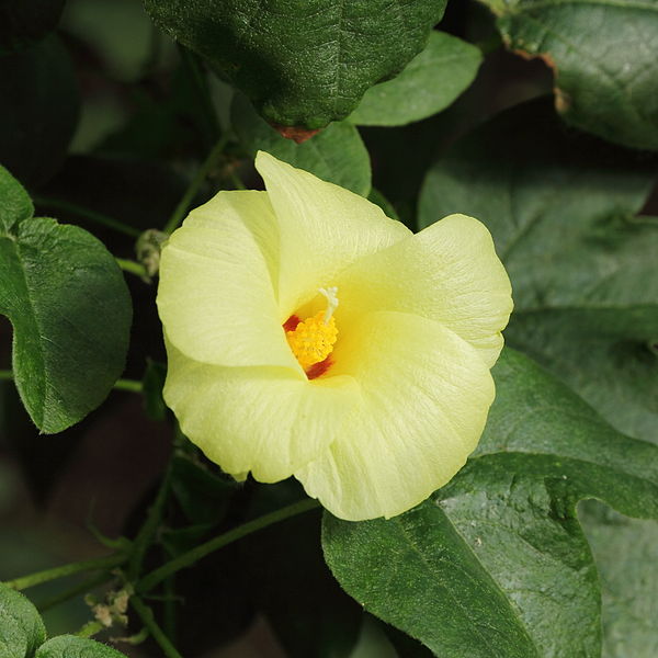 File:Gossypium barbadense-IMG 0230.jpg