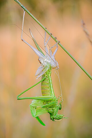 Great green bush-cricket (Tettigonia viridissima) Ecdysis