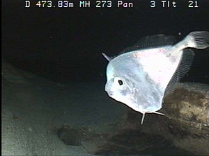 Grammicolepis brachiusculus, filmed by an ROV at the Northampton Seamounts, 65 km southwest of Laysan, Hawaii