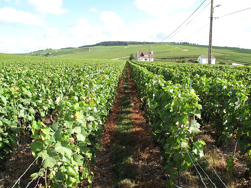 File:Grape Vines - panoramio.jpg