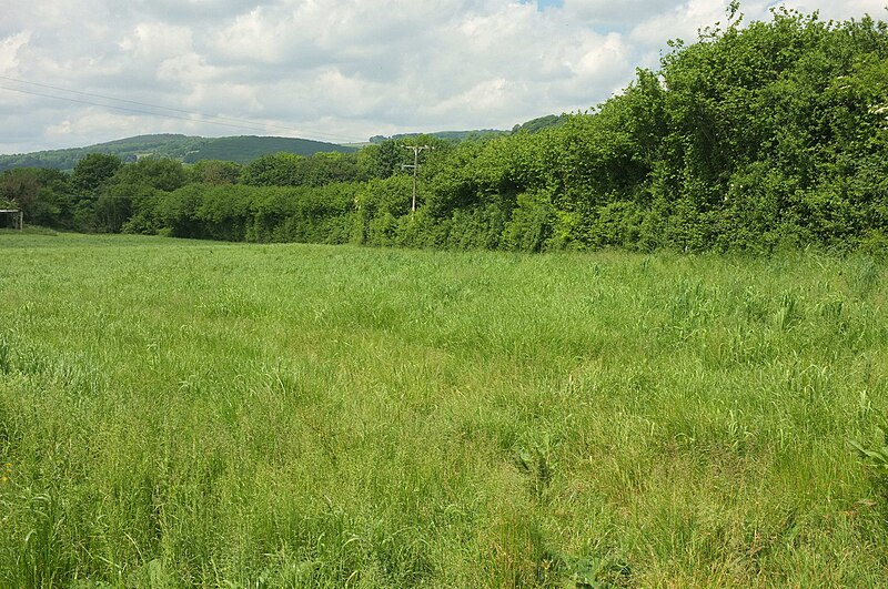 File:Grass field by Dolbeare Road - geograph.org.uk - 6116540.jpg