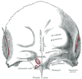 Superfície exterior de l'os frontal.