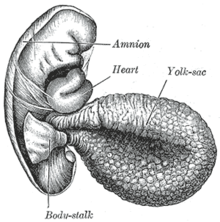 Human embryo of 2.6 mm. Gray22.png