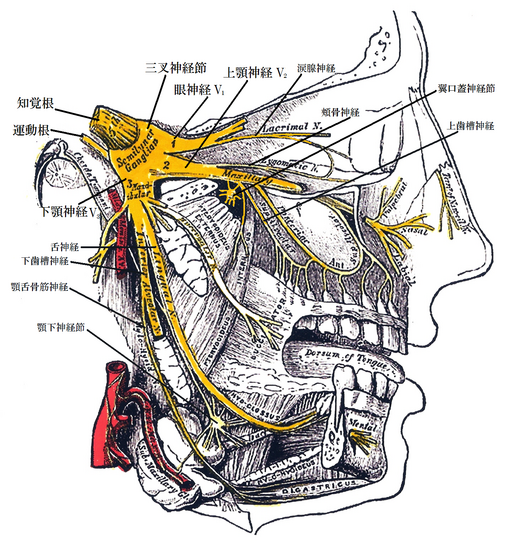 Gray778 Trigeminal ja