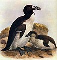 Reuzenalk Pinguinus impennis met jong, rond 1900. Uitgestorven.