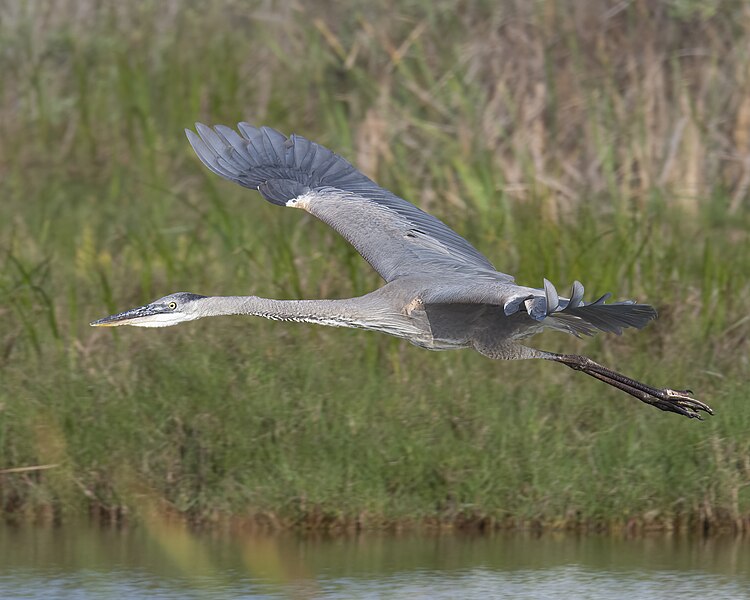 File:Great blue heron south padre island convention center (laguna madre trail) 4.3.23 DSC 1326-topaz-denoiseraw-sharpen.jpg