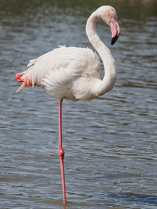 Greater Flamingo (19343377265).jpg