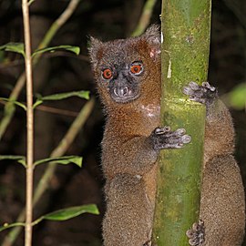 لمور بامبو بزرگ (Prolemur simus) نر 2.jpg