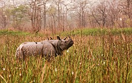 Greater one-horned rhinoceros.jpg
