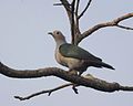 Green Imperial-Pigeon (Ducula aenea) 2.jpg