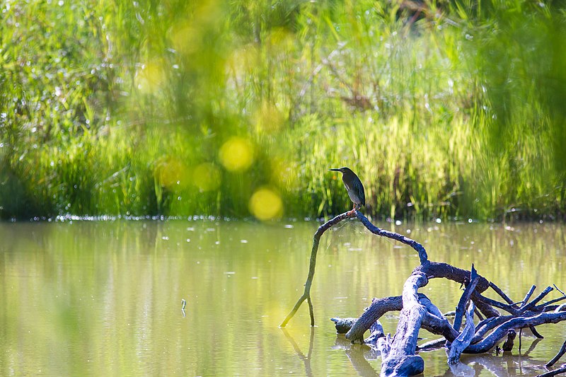 File:Green heron (47742995631).jpg